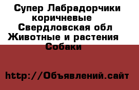 Супер Лабрадорчики коричневые  - Свердловская обл. Животные и растения » Собаки   